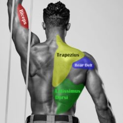 Muscles back anatomy erector lower spinae deep bodybuilding big wizard impressive years